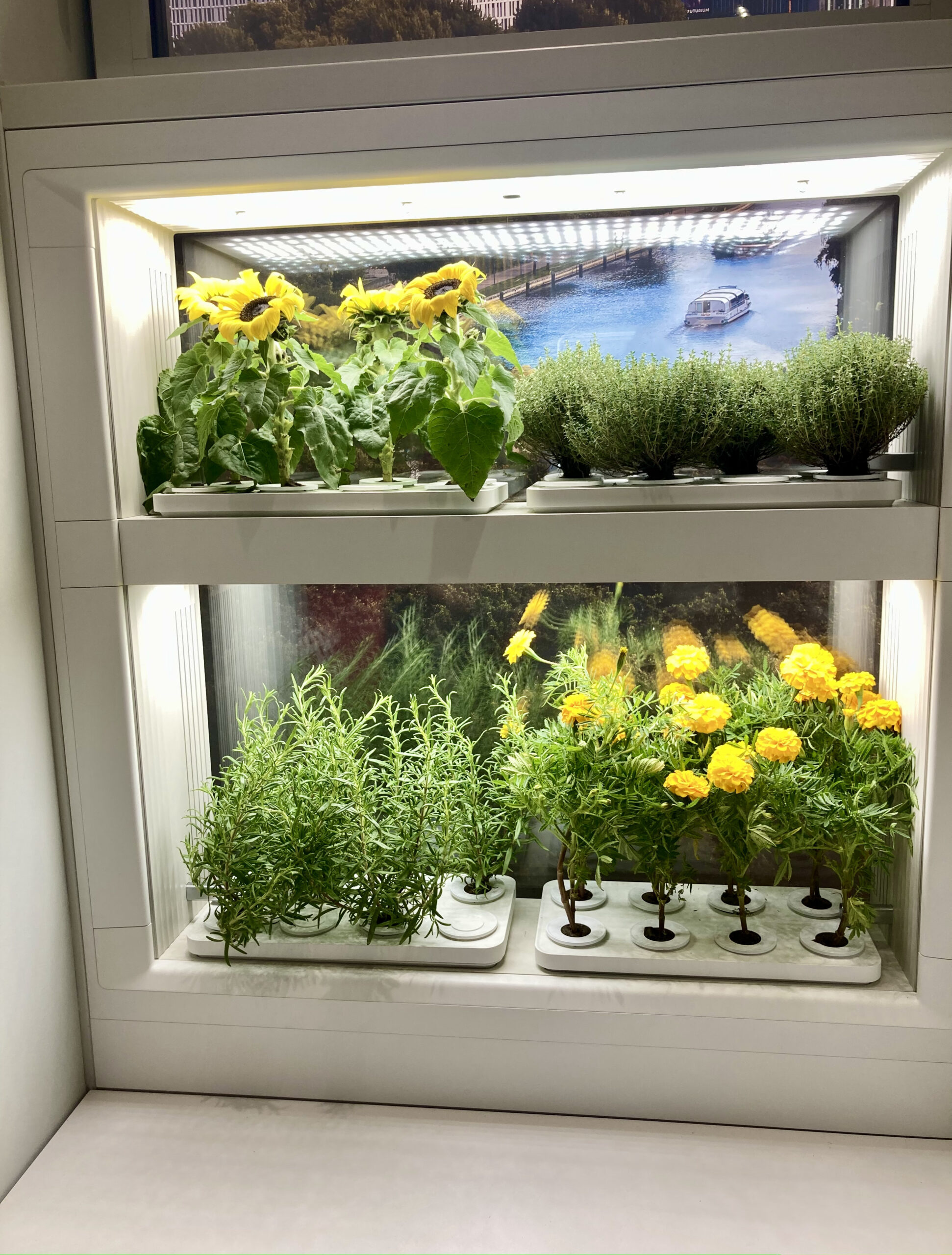 The Window Grown Solution